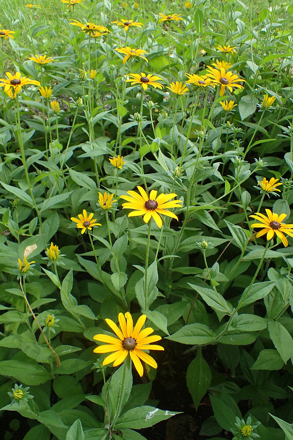 Black-eyed Susan (Rudbeckia hirta) - PlantNative.org Black-eyed Susan (Rudbeckia hirta) flowers displaying characteristic bright yellow petals and dark brown central cone