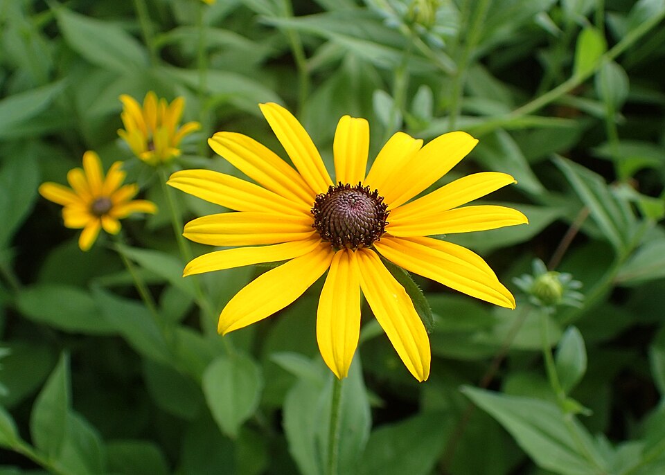 Black-eyed Susan (Rudbeckia hirta) - PlantNative.org Black-eyed Susan (Rudbeckia hirta) showing full plant structure with hairy stems and lance-shaped leaves
