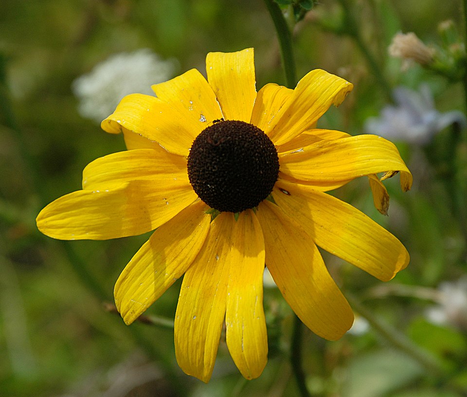 Black-eyed Susan (Rudbeckia hirta) - PlantNative.org Black-eyed Susan (Rudbeckia hirta) close-up showing detailed flower structure with yellow petals and textured brown central disc