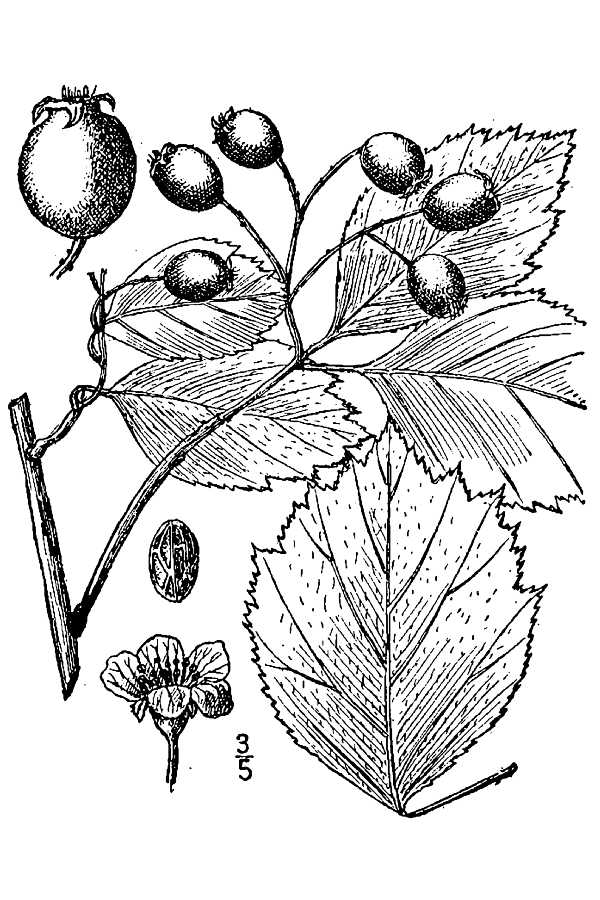 Black Hawthorn (Crataegus douglasii) botanical illustration showing white flowers, leaves, and dark berries