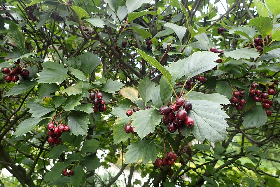 Crataegus douglasii plant