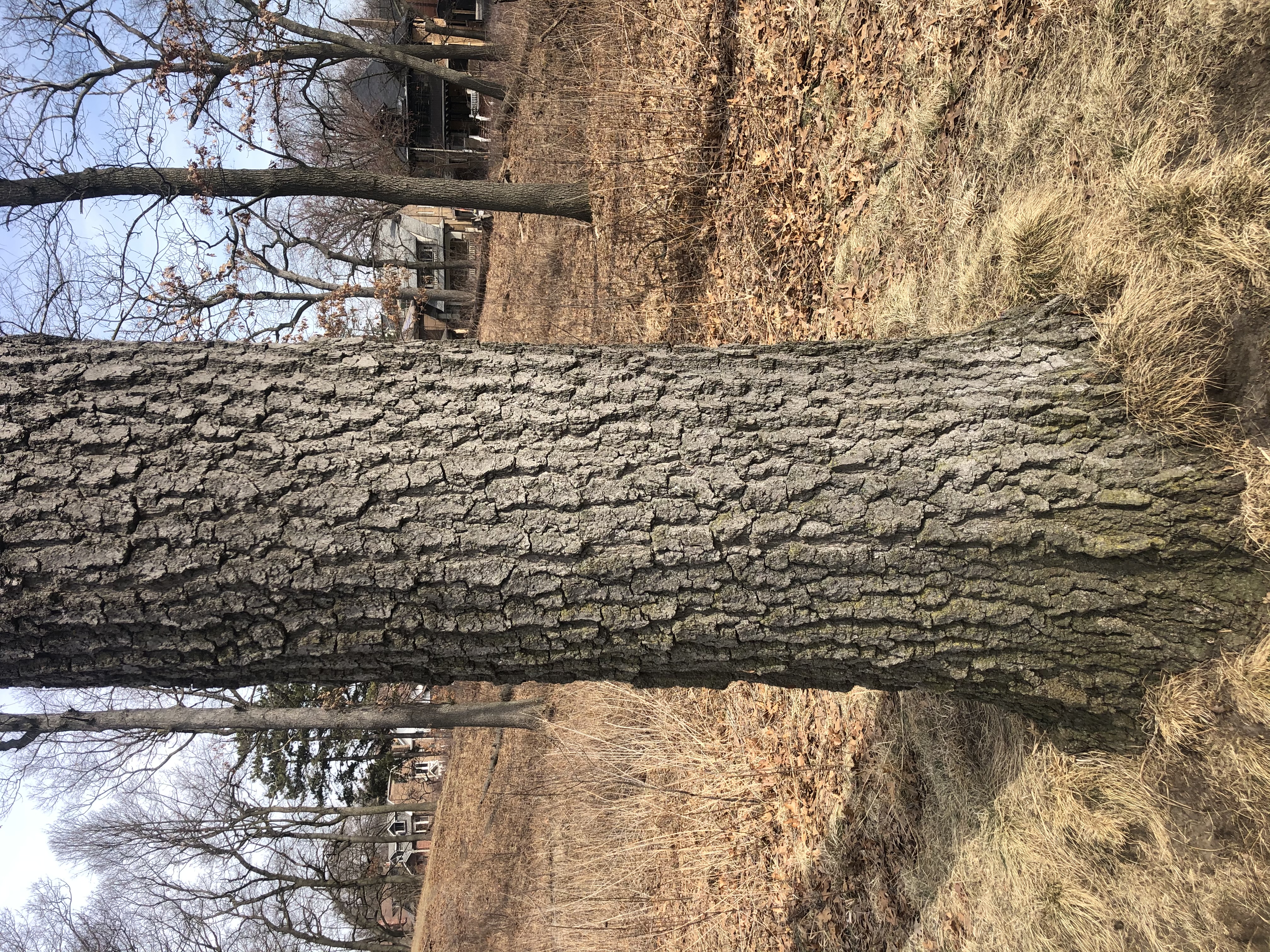 Black Oak (Quercus velutina) bark showing dark, deeply furrowed texture