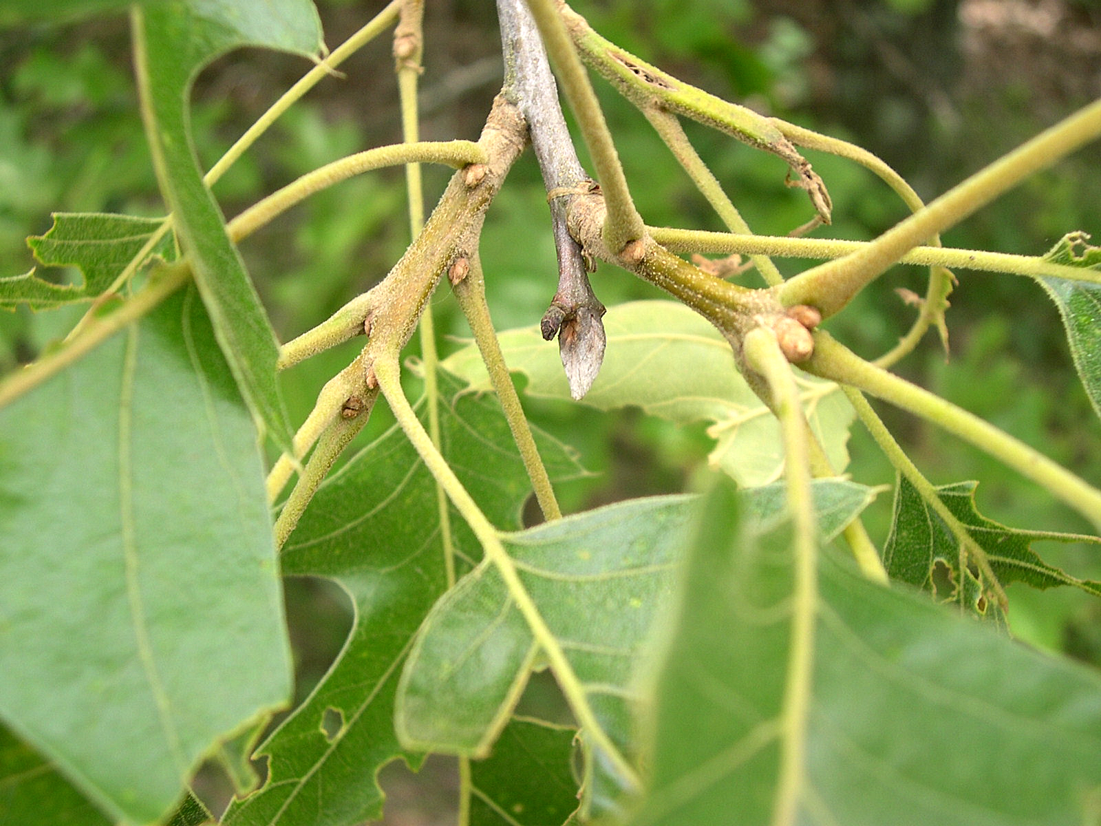 Black Oak (Quercus velutina) winter bud showing multiple terminal buds with grayish scales