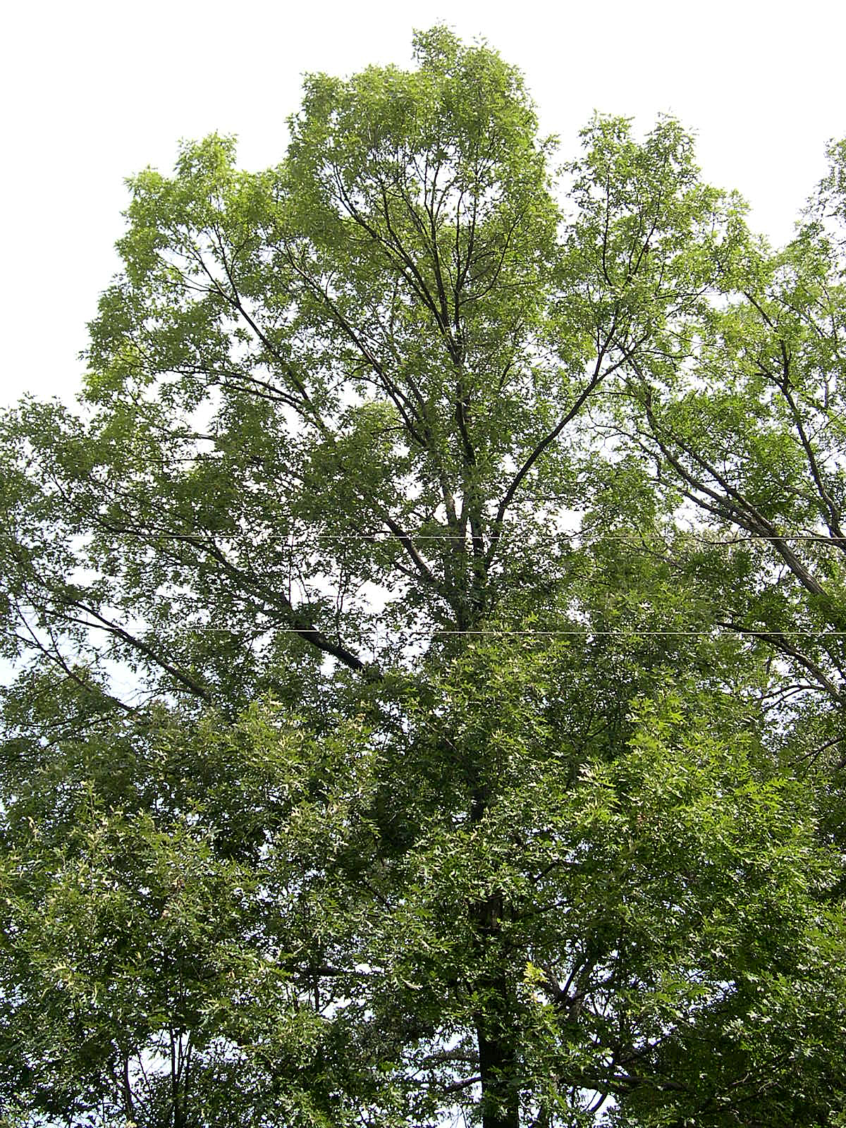Black Oak (Quercus velutina) tree form in a savannah setting