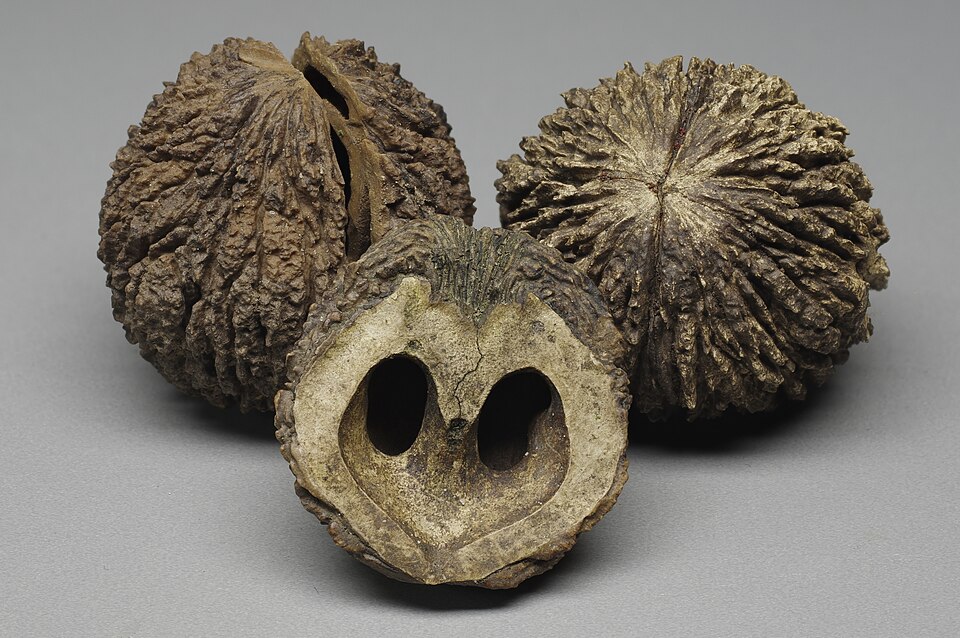 Black Walnut (Juglans nigra)