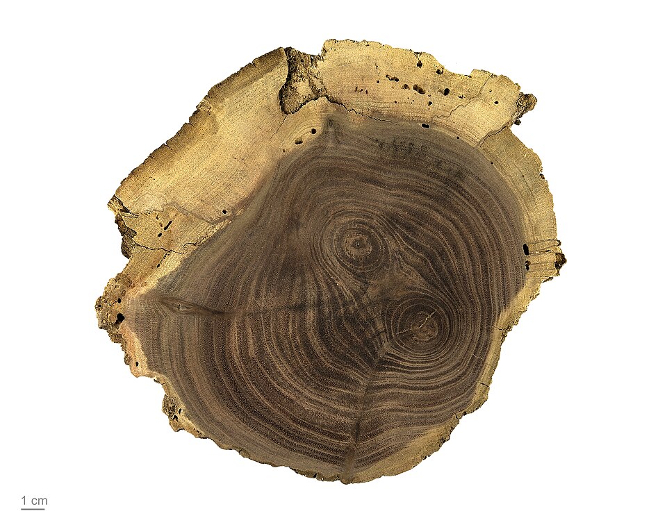 Black Walnut (Juglans nigra) - PlantNative.org Black Walnut (Juglans nigra) detail