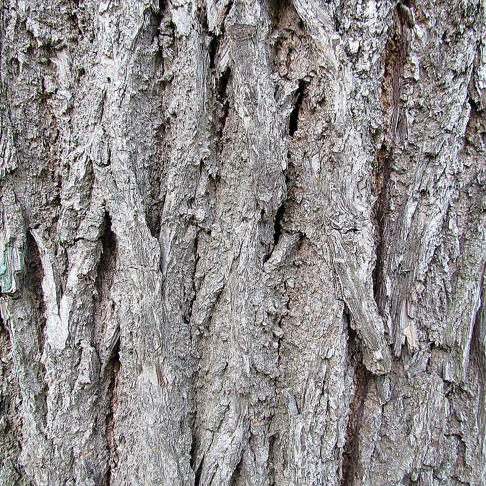 Black Walnut (Juglans nigra) in landscape