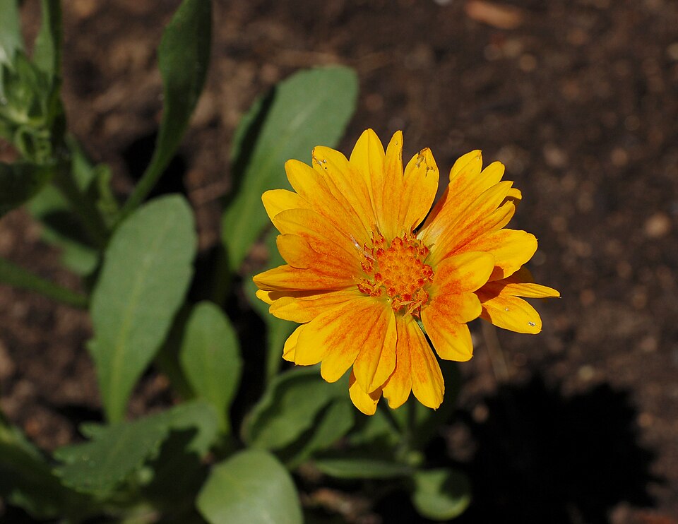 Blanket Flower (Gaillardia aristata) - PlantNative.org Blanket Flower (Gaillardia aristata) vivid orange-red and yellow daisy-like blooms in a native prairie