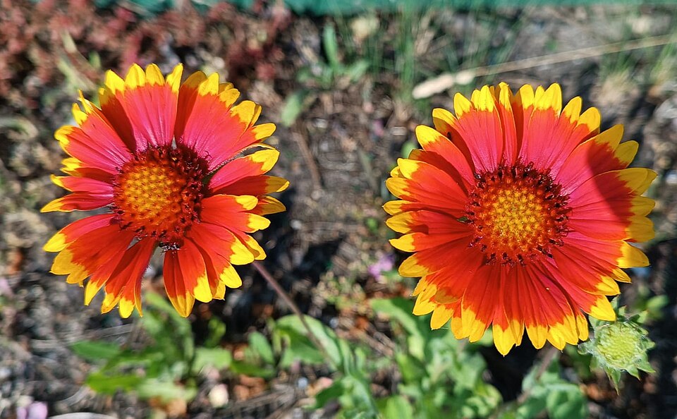 Blanket Flower (Gaillardia aristata) - PlantNative.org Blanket Flower (Gaillardia aristata) naturalizing in a native prairie meadow planting