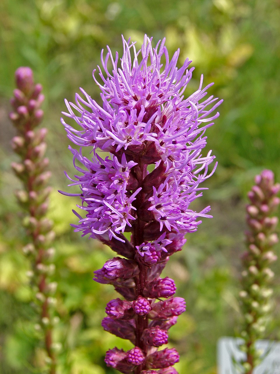 Blazing Star (Liatris spicata) purple-pink flower spikes