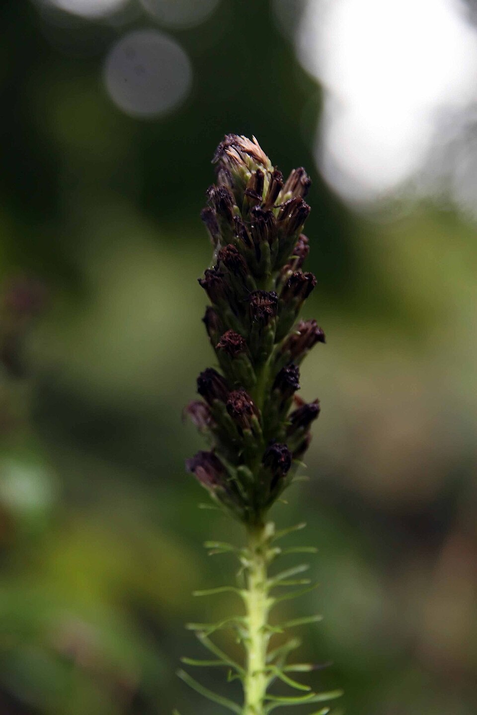 Blazing Star (Liatris spicata) plant showing overall growth habit