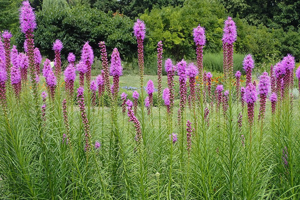 Blazing Star (Liatris spicata) full flower spike detail