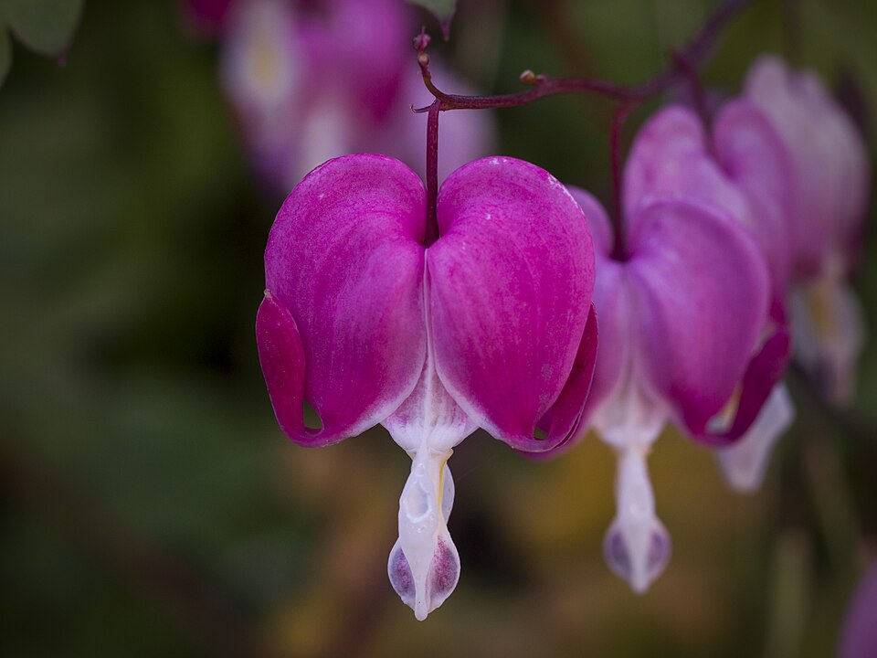 Dicentra formosa plant