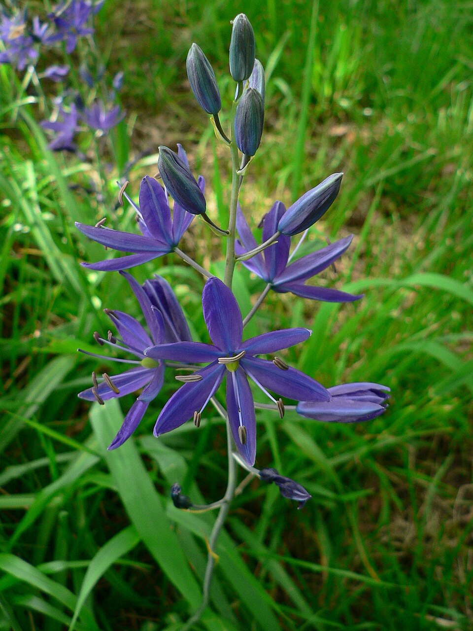 Blue Camas (Camassia quamash) - PlantNative.org Blue Camas (Camassia quamash) bright blue-violet flowers blooming in a meadow