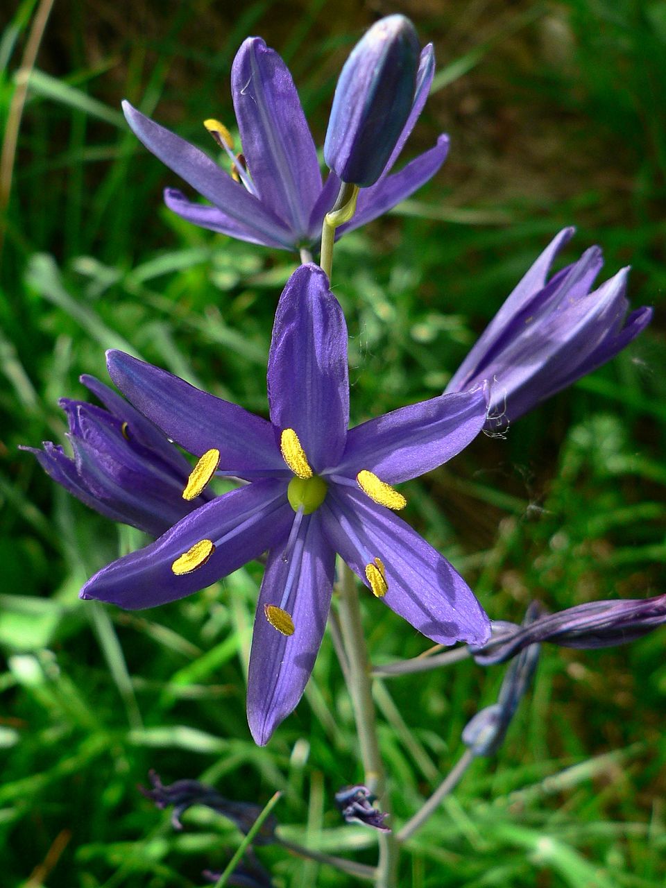 Blue Camas (Camassia quamash) - PlantNative.org Blue Camas (Camassia quamash) showing star-shaped blue-violet flowers with yellow stamens