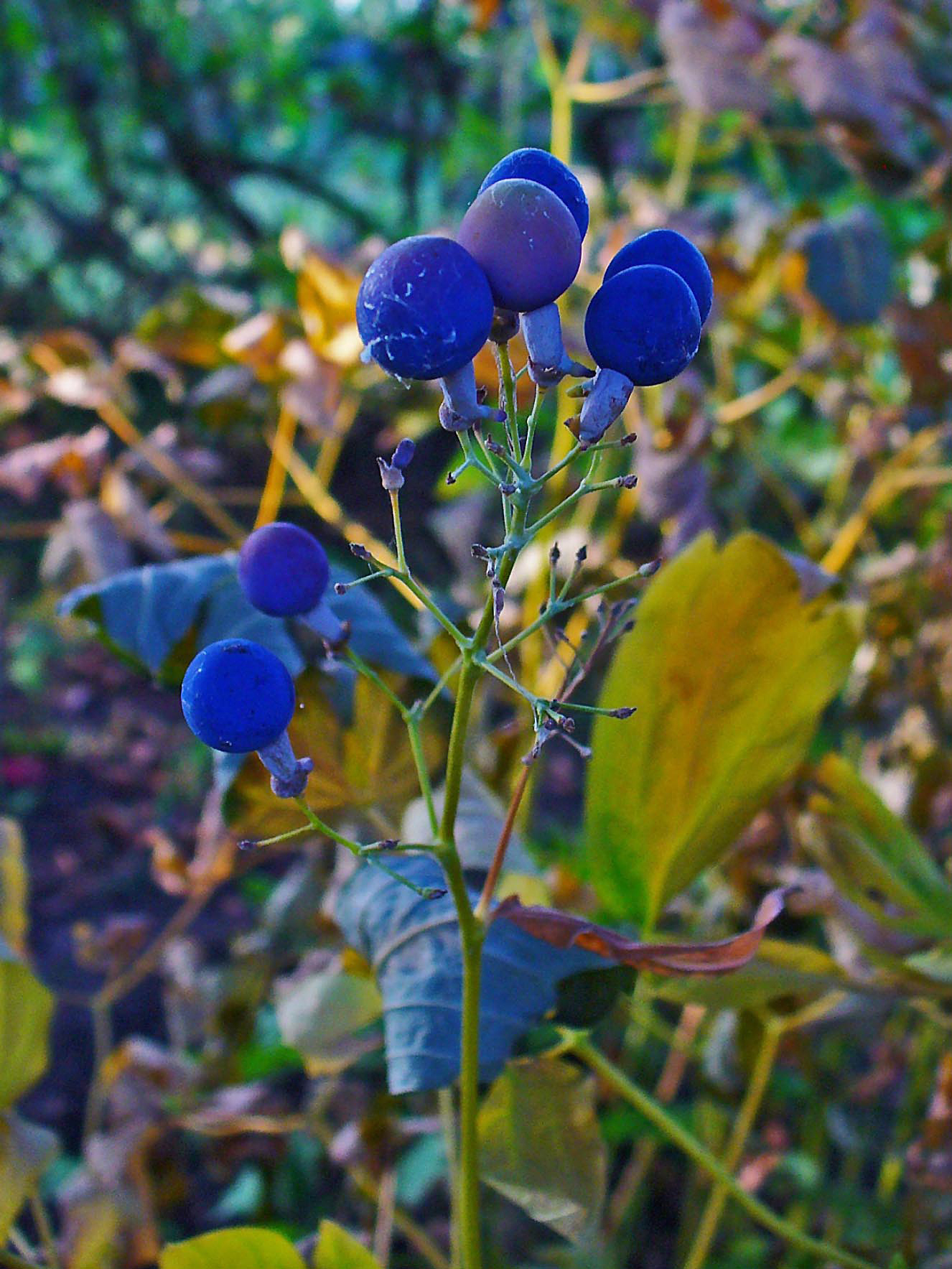 Blue Cohosh (Caulophyllum thalictroides) - PlantNative.org Blue Cohosh (Caulophyllum thalictroides) showing distinctive bright blue berries in clusters