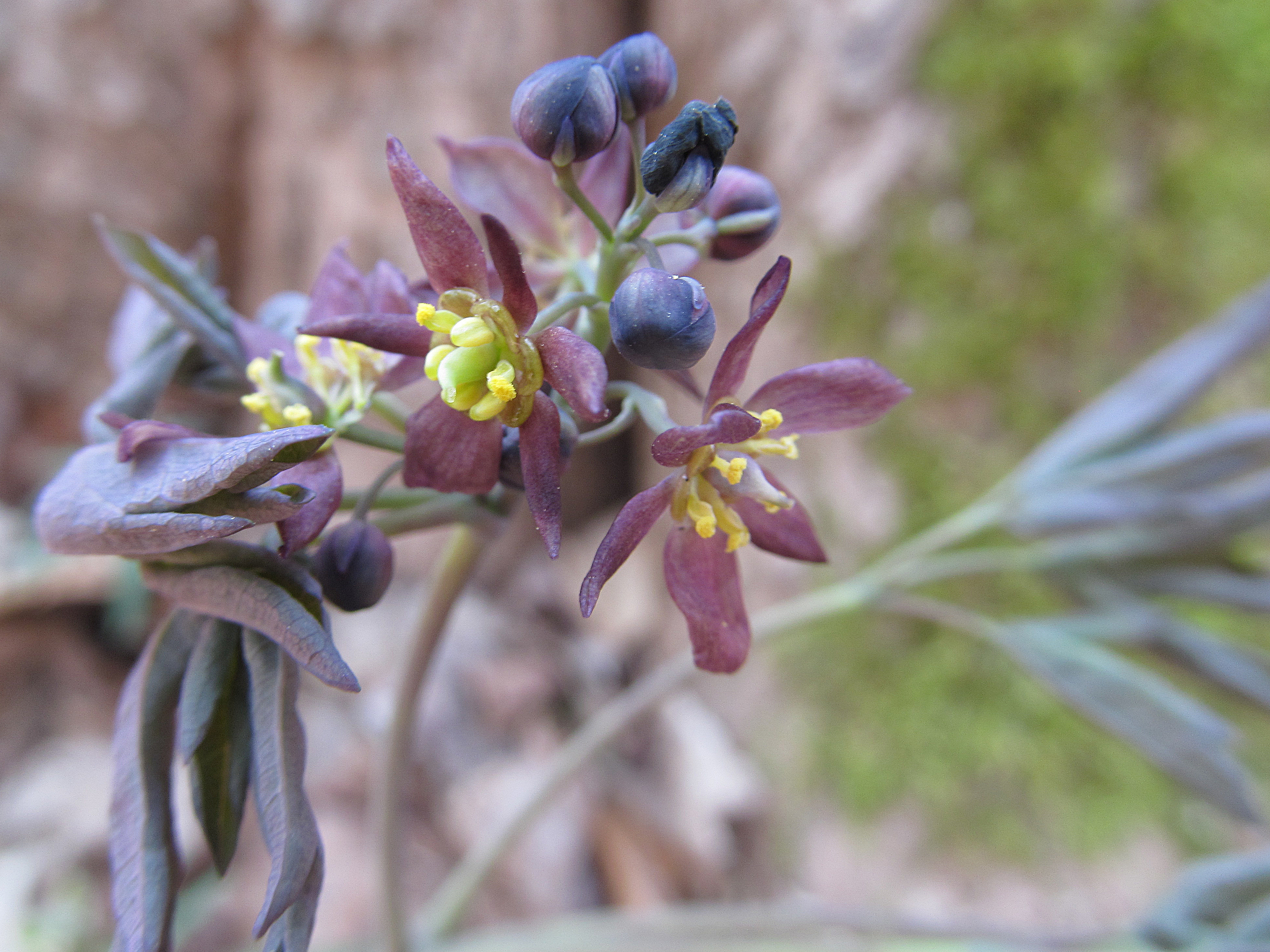Blue Cohosh (Caulophyllum thalictroides) - PlantNative.org Blue Cohosh (Caulophyllum thalictroides) flowers showing small yellowish-green blooms in spring