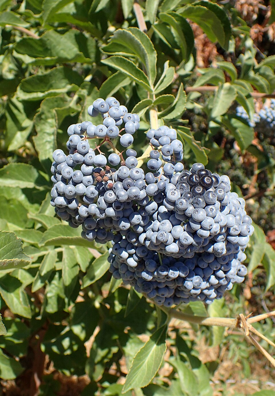 Blue Elderberry (Sambucus cerulea) showing large flat-topped clusters of creamy white flowers against blue-green compound leaves