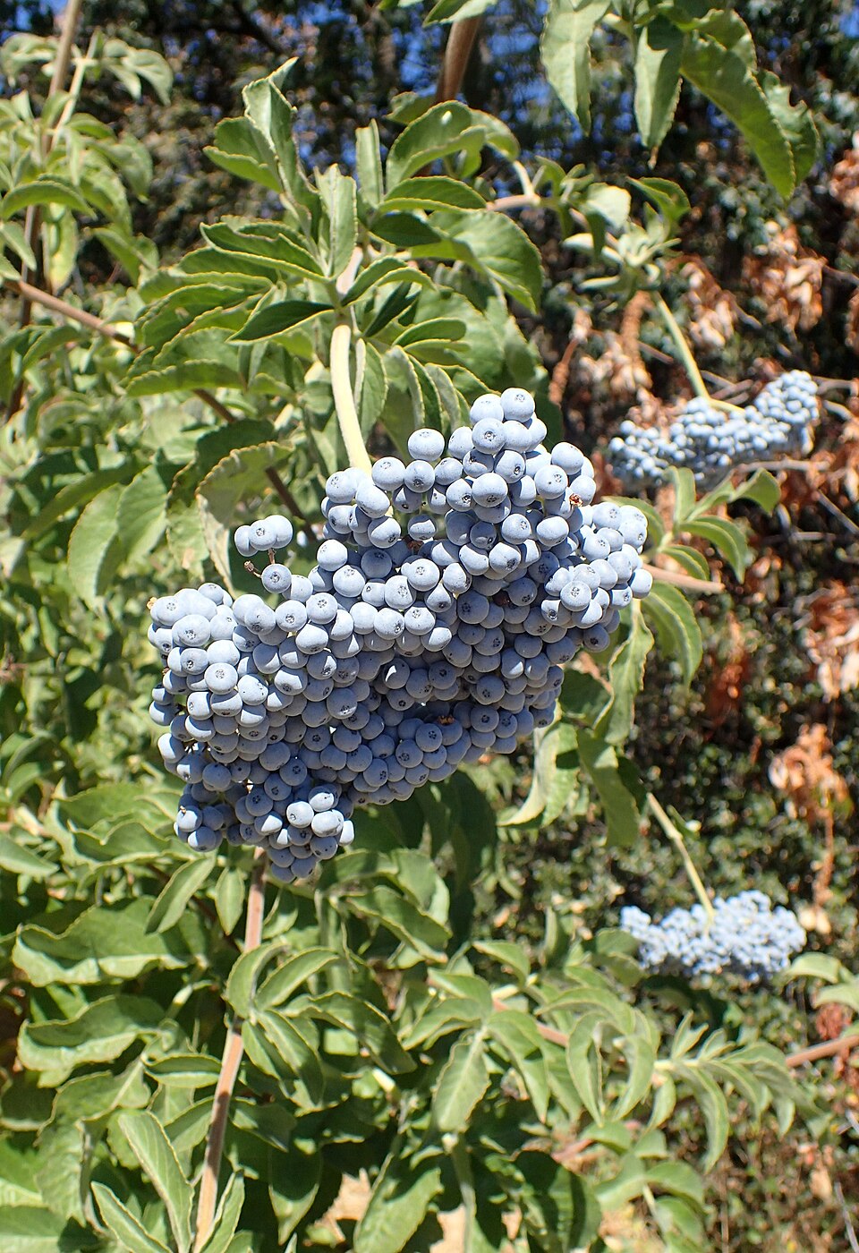 Blue Elderberry (Sambucus cerulea) clusters of blue-black berries with powdery bloom