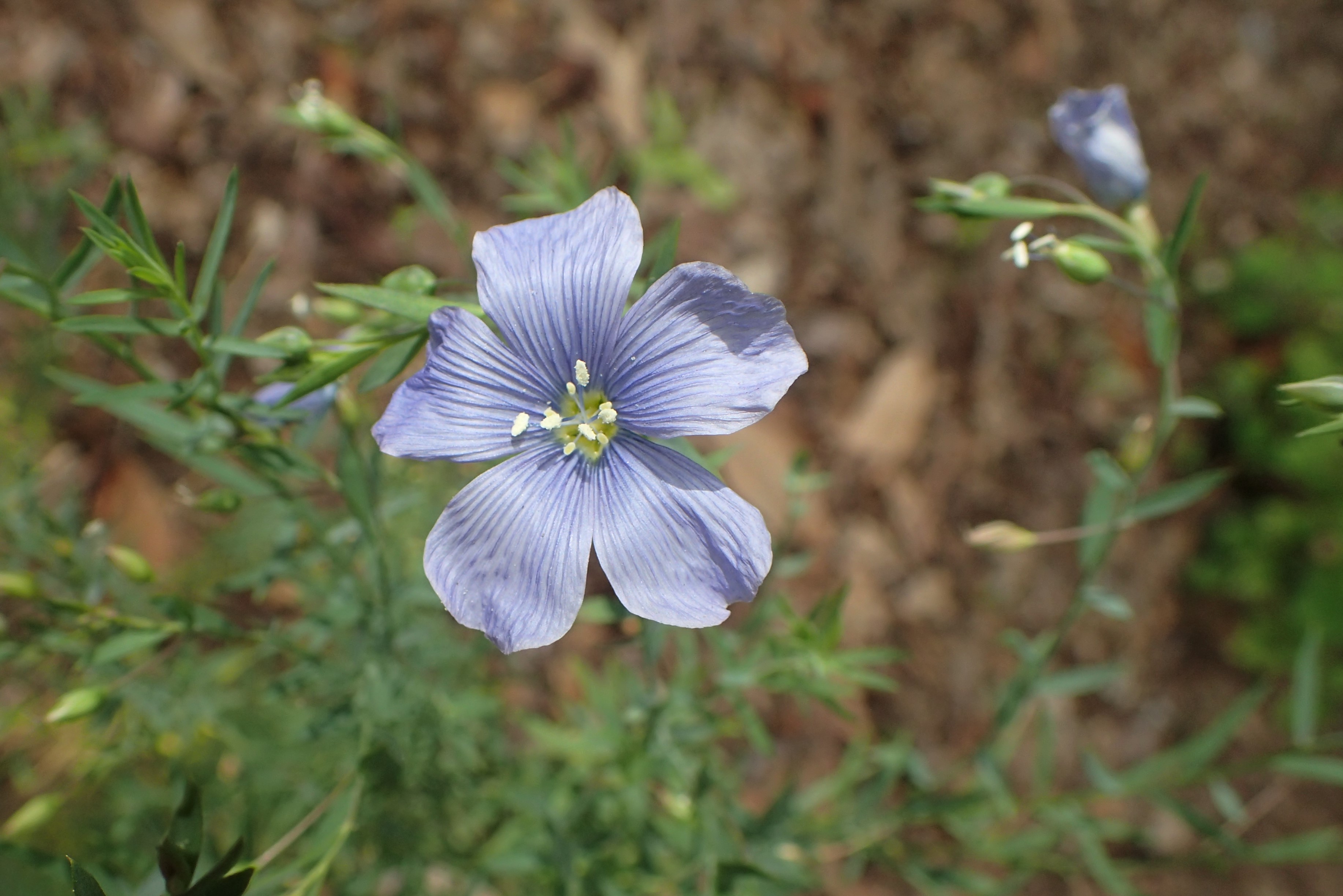 Blue Flax (Linum lewisii) plants growing in a western meadow