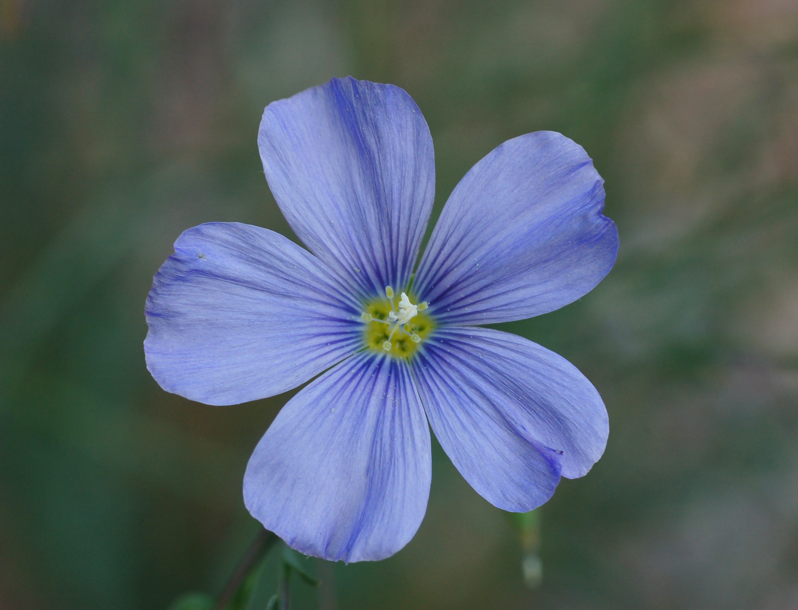 Blue Flax (Linum lewisii) delicate light blue flowers close-up