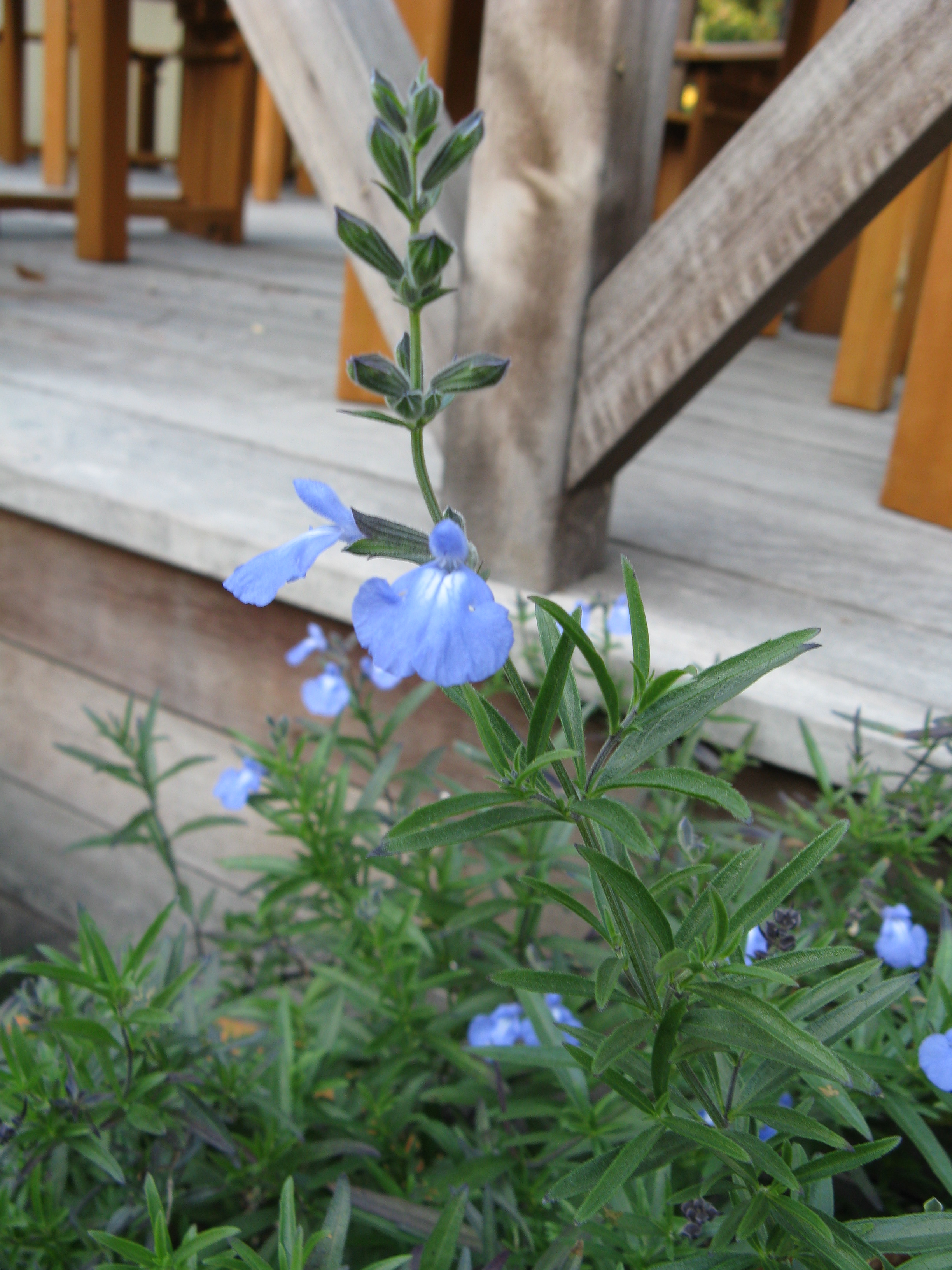 Blue Sage (Salvia pitcheri) showing tall upright plant with azure-blue flower spikes