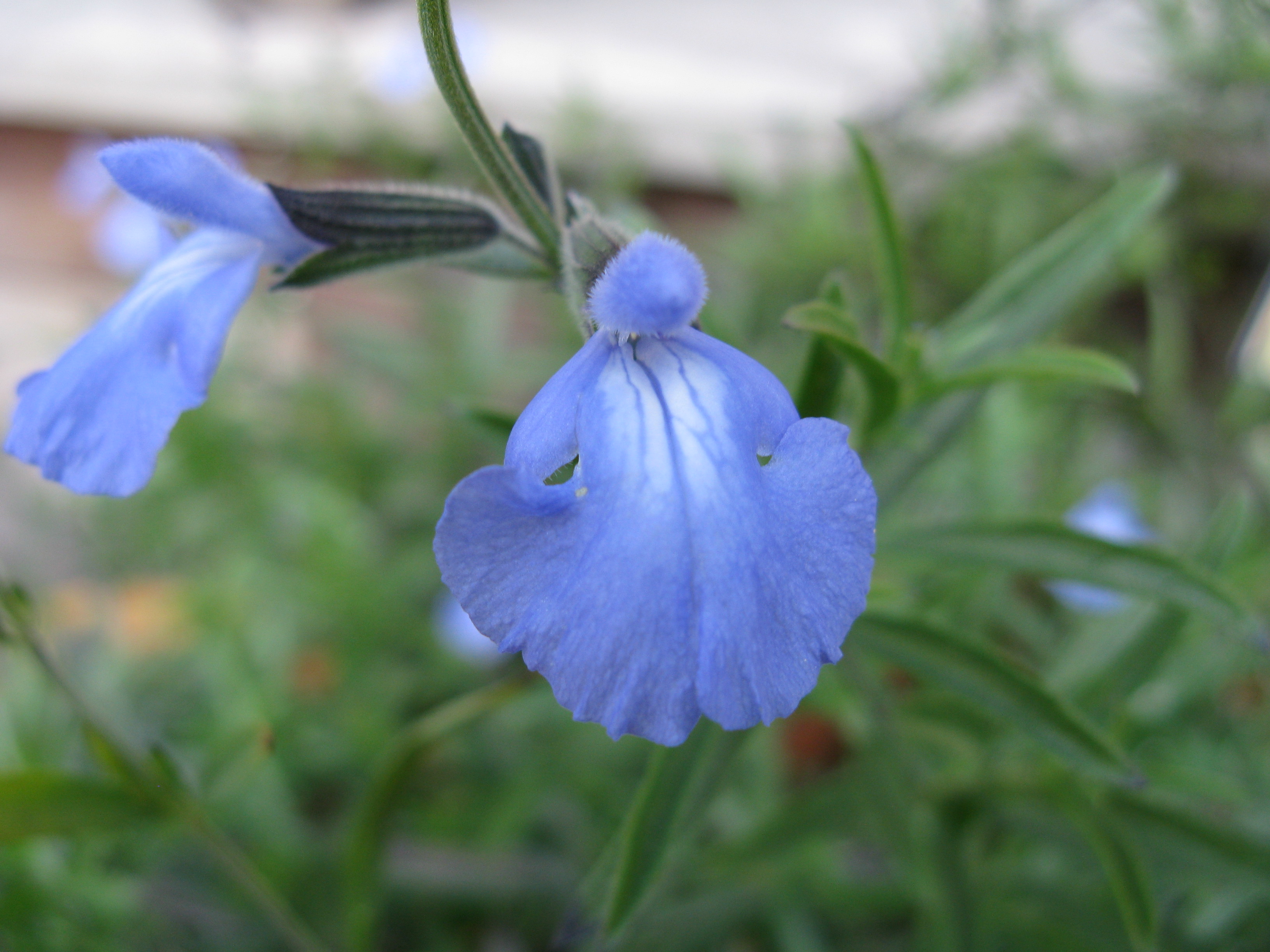 Blue Sage (Salvia pitcheri) flowers showing vivid azure-blue blooms on tall spikes