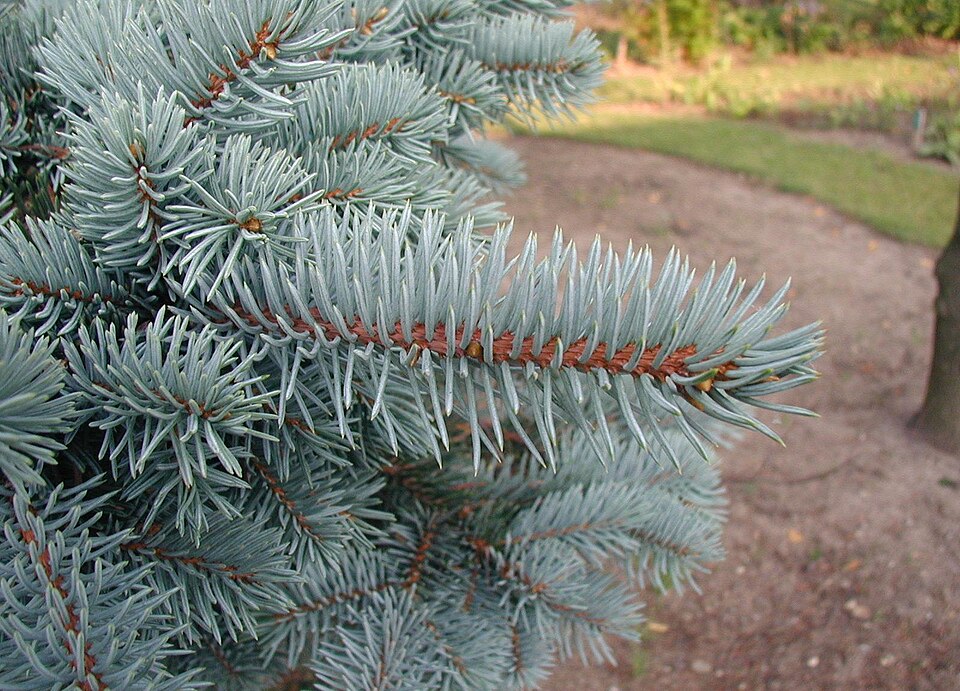 Blue Spruce (Picea pungens) showing steel-blue foliage and symmetrical pyramidal form