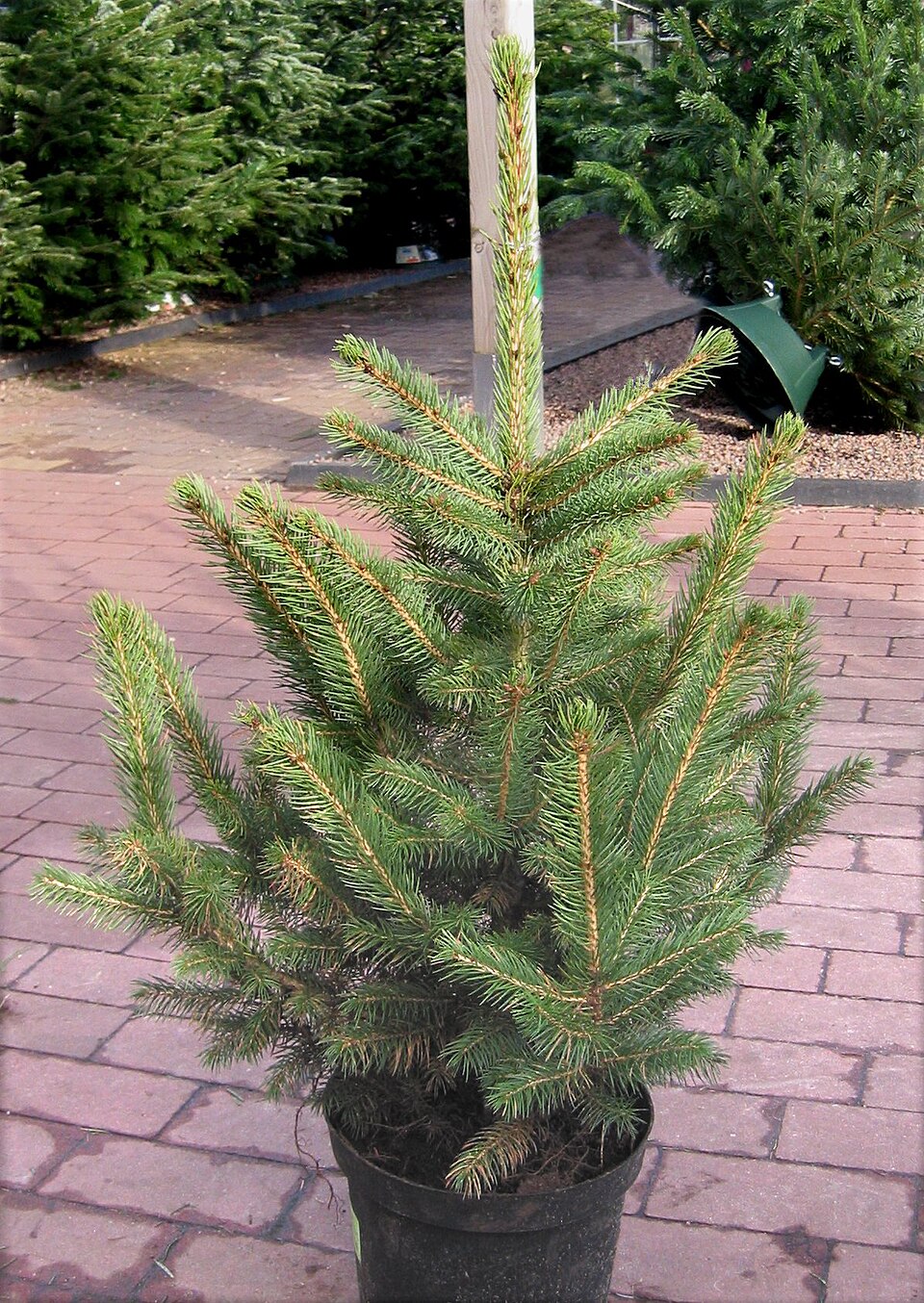 Blue Spruce (Picea pungens) showing blue-green foliage and characteristic hanging cones