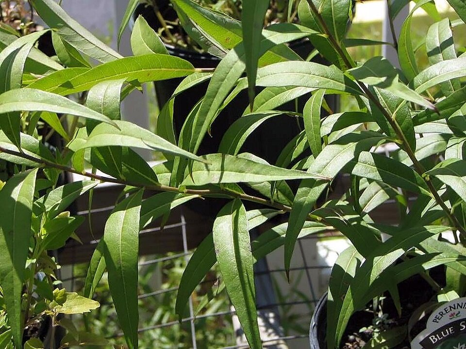 Blue Star (Amsonia tabernaemontana) displaying clusters of pale blue star-shaped flowers