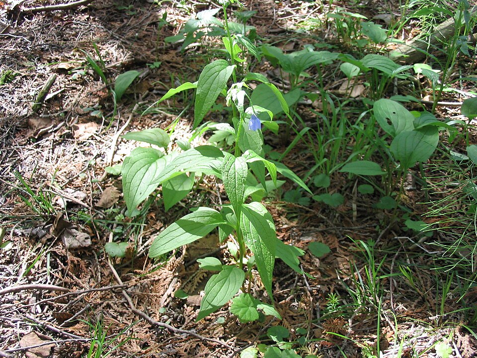 Bluebells (Mertensia paniculata) - PlantNative.org Bluebells (Mertensia paniculata) showing drooping clusters of blue bell-shaped flowers in an Alaskan meadow