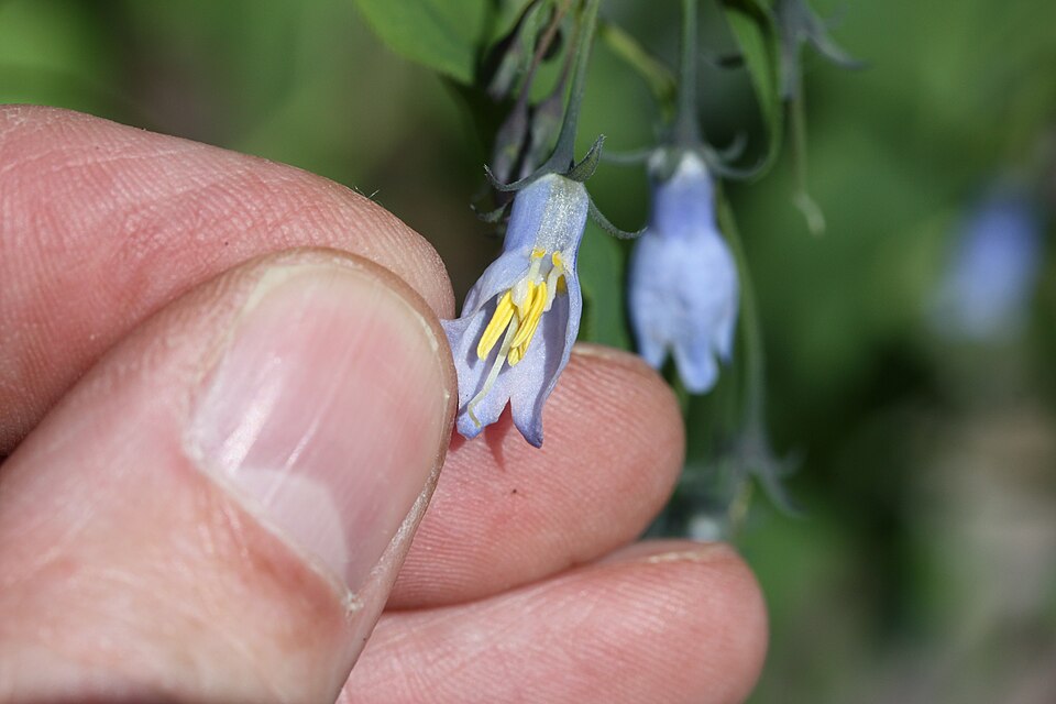 Bluebells (Mertensia paniculata) - PlantNative.org Mertensia paniculata showing the characteristic color progression from pink buds to blue flowers