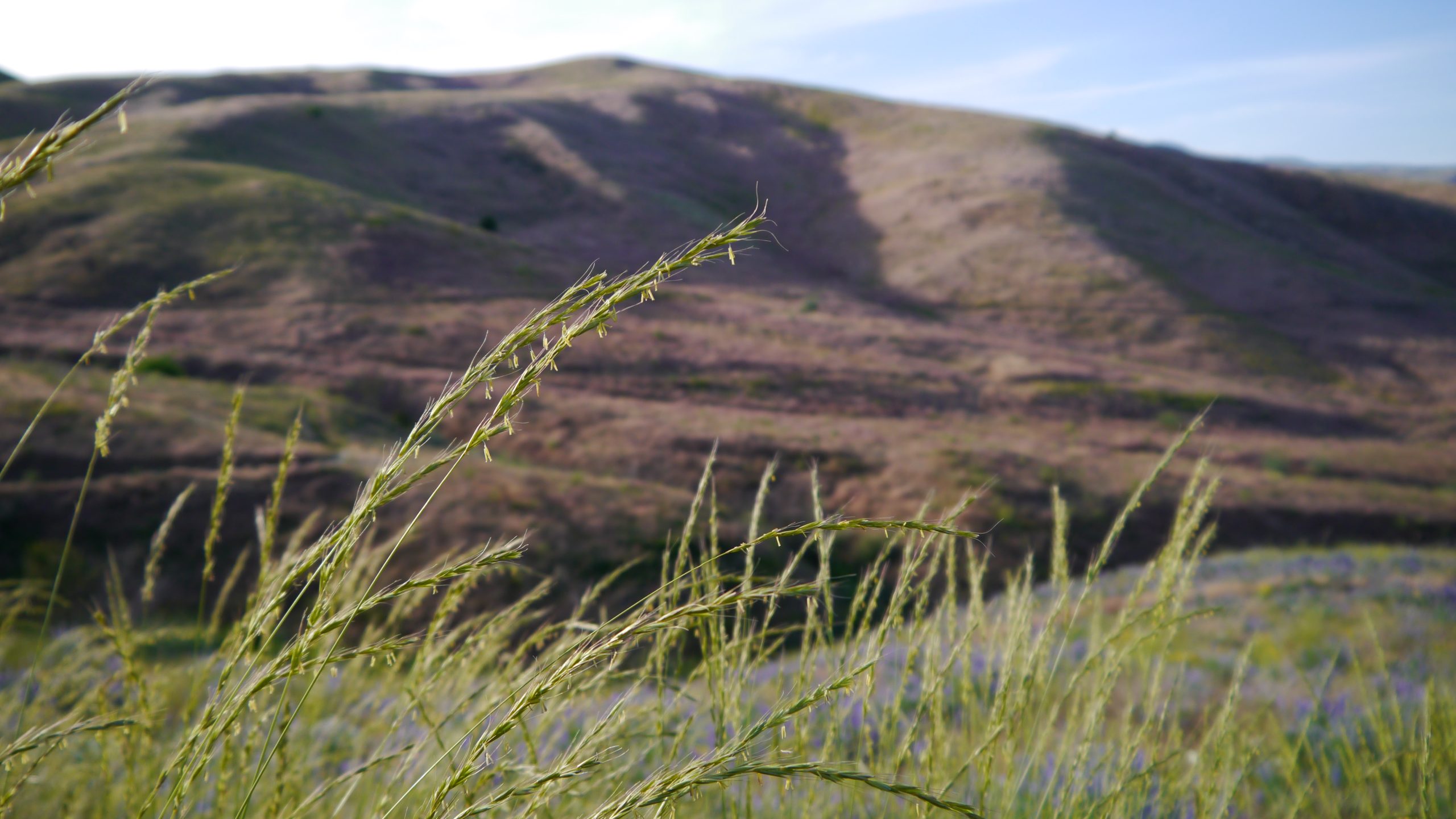 Bluebunch Wheatgrass (Pseudoroegneria spicata)