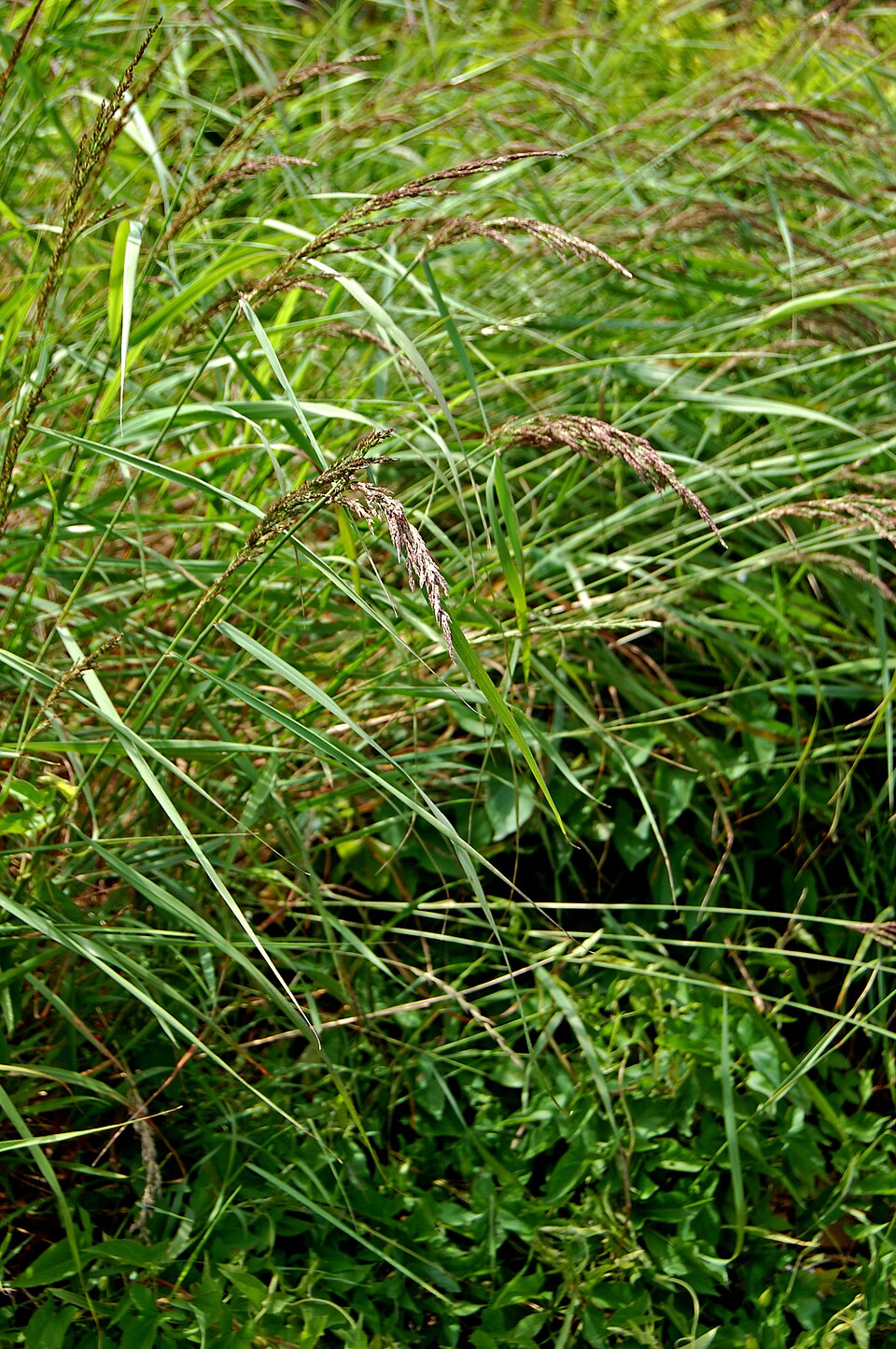 Bluejoint Grass (Calamagrostis canadensis) showing tall tussock-forming growth habit in natural habitat