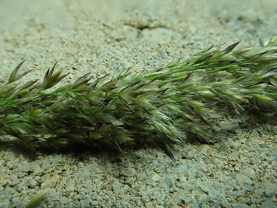 Bluejoint Grass (Calamagrostis canadensis) growing in wetland habitat showing natural growth pattern