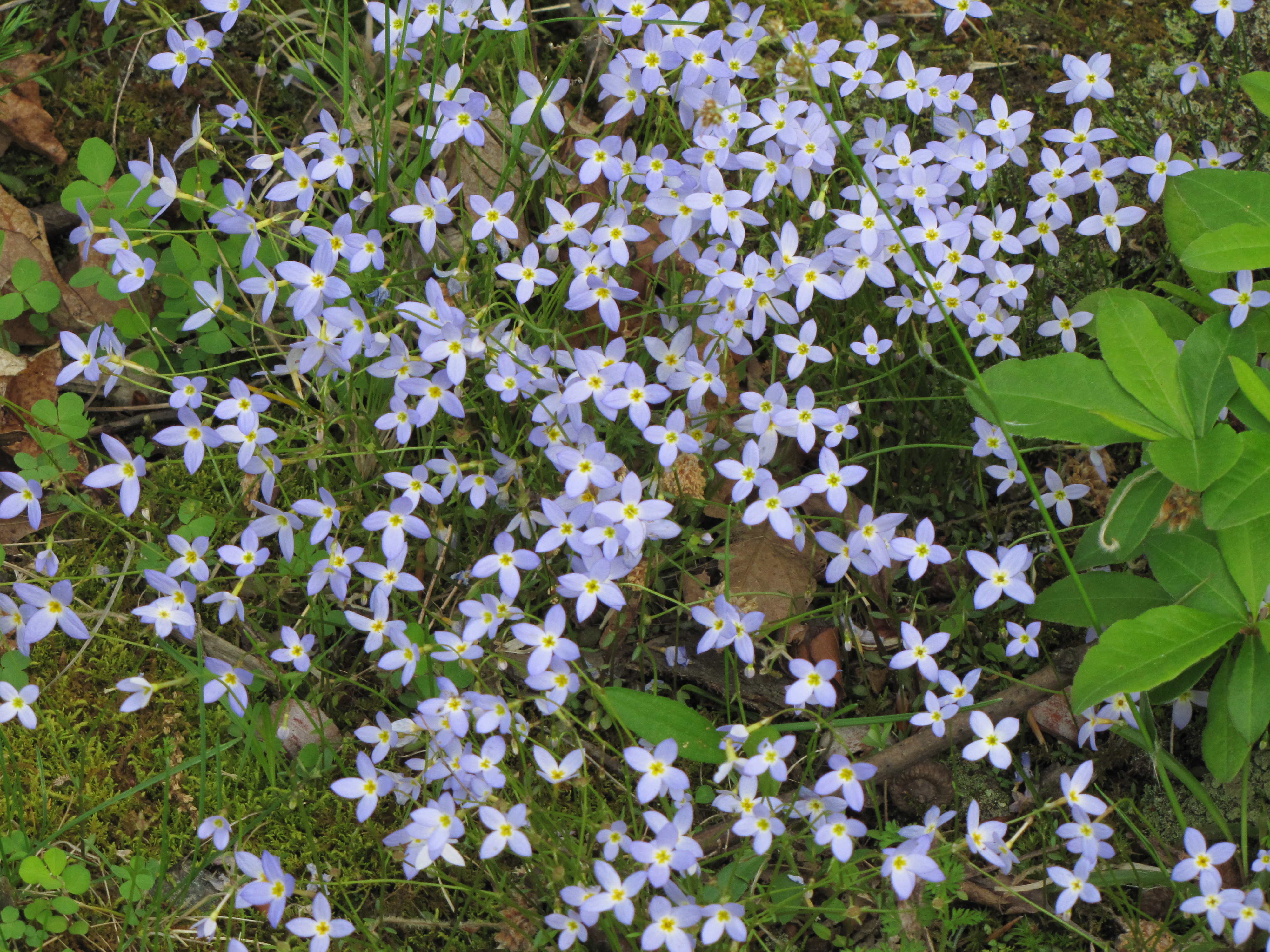 Bluets (Houstonia caerulea) delicate four-petaled pale blue flowers with yellow centers covering a forest floor