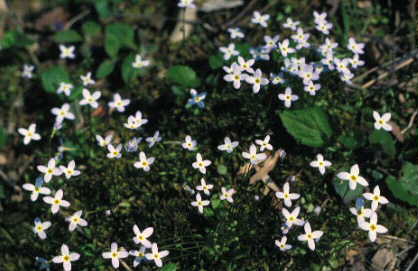 Houstonia caerulea Bluets botanical illustration showing plant structure and flower detail
