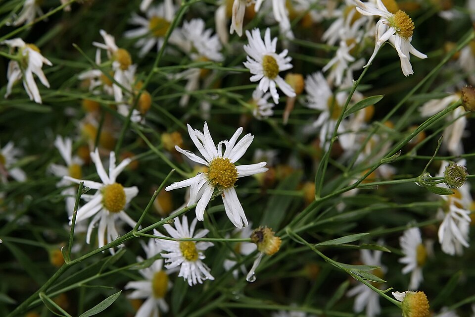 Boltonia (Boltonia asteroides) showing masses of white daisy-like flowers with yellow centers