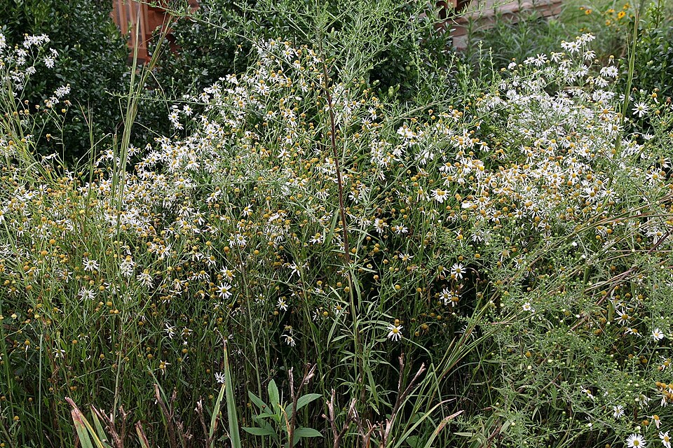 Boltonia (Boltonia asteroides) close-up of white daisy-like flowers with yellow centers