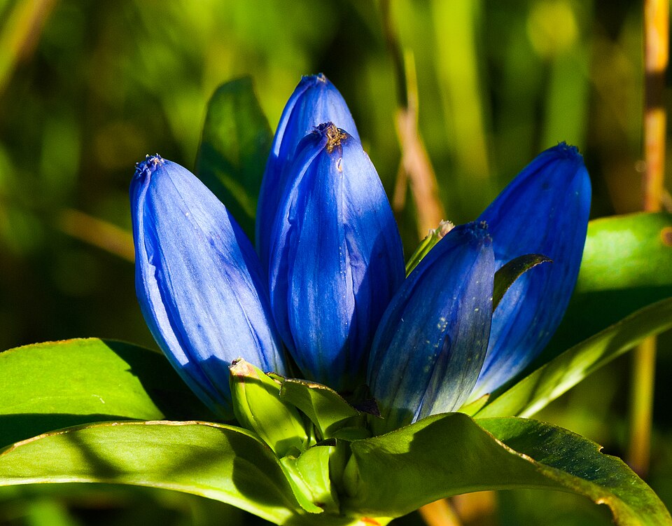 Bottle Gentian (Gentiana andrewsii) - PlantNative.org Bottle Gentian (Gentiana andrewsii)
