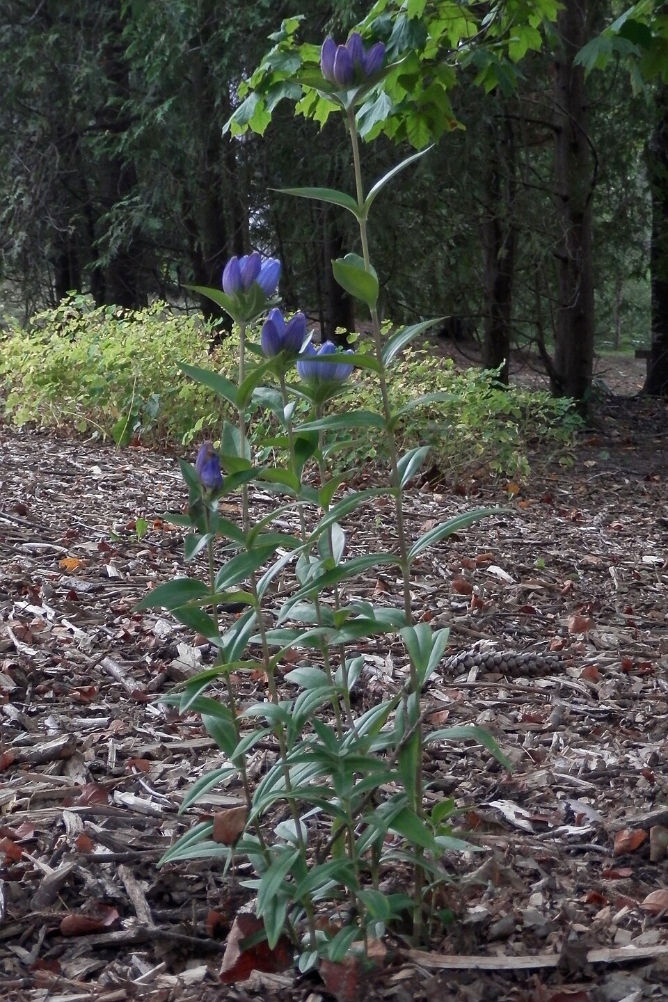 Bottle Gentian (Gentiana andrewsii) - PlantNative.org Bottle Gentian (Gentiana andrewsii) detail