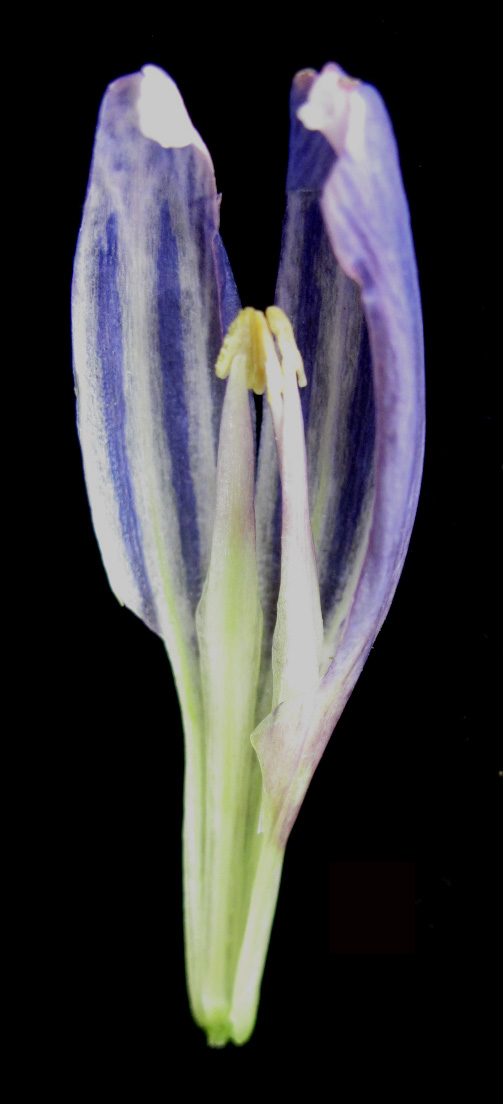 Bottle Gentian (Gentiana andrewsii) - PlantNative.org Bottle Gentian (Gentiana andrewsii) in landscape
