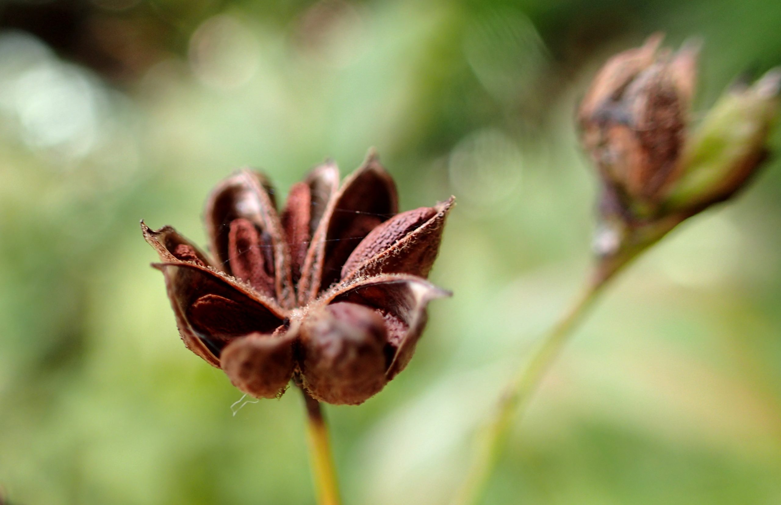 Bowman’s Root (Porteranthus trifoliatus)