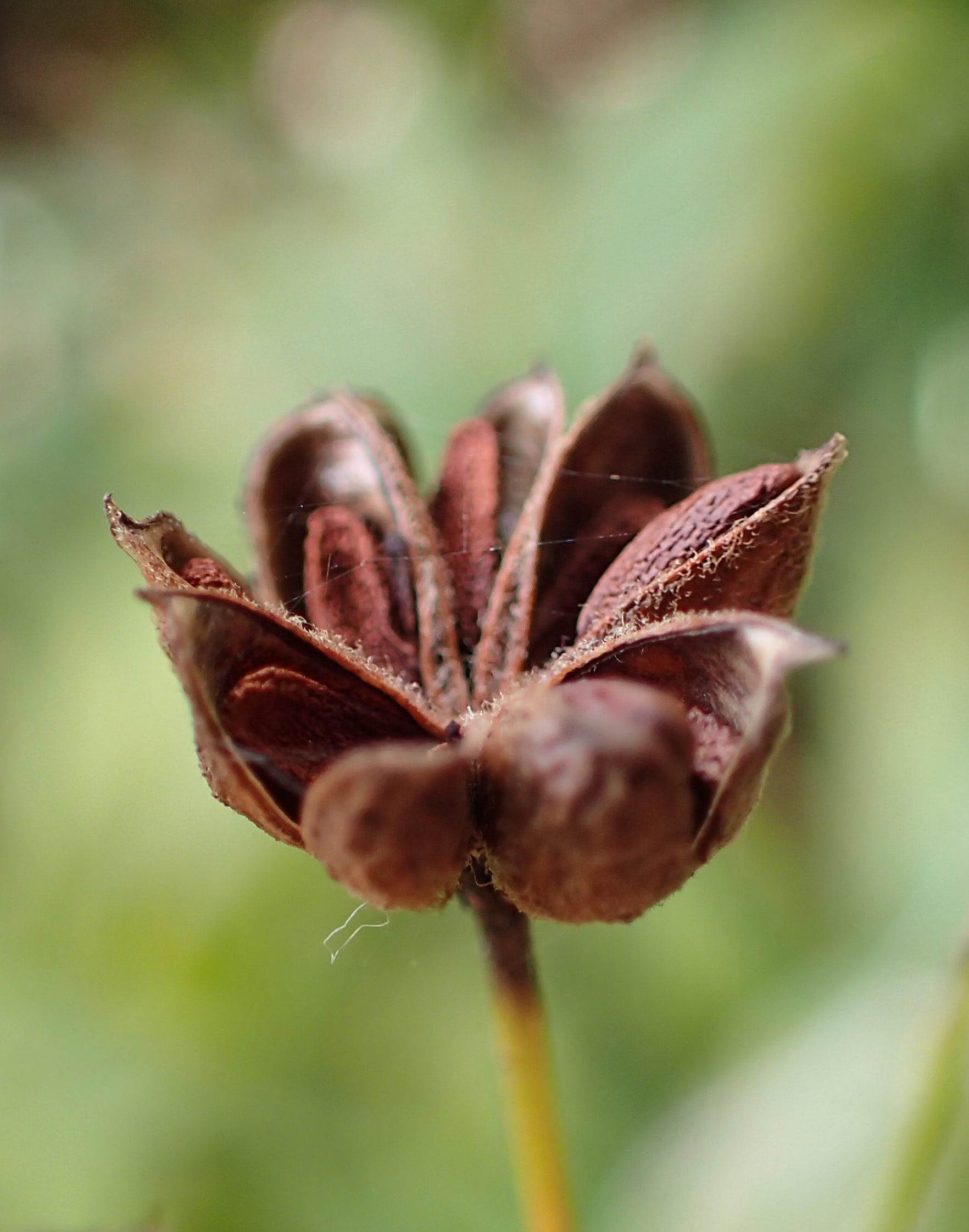 Bowman's Root (Porteranthus trifoliatus) - PlantNative.org Bowman's Root (Gillenia trifoliata) close-up of flowers showing five narrow white petals