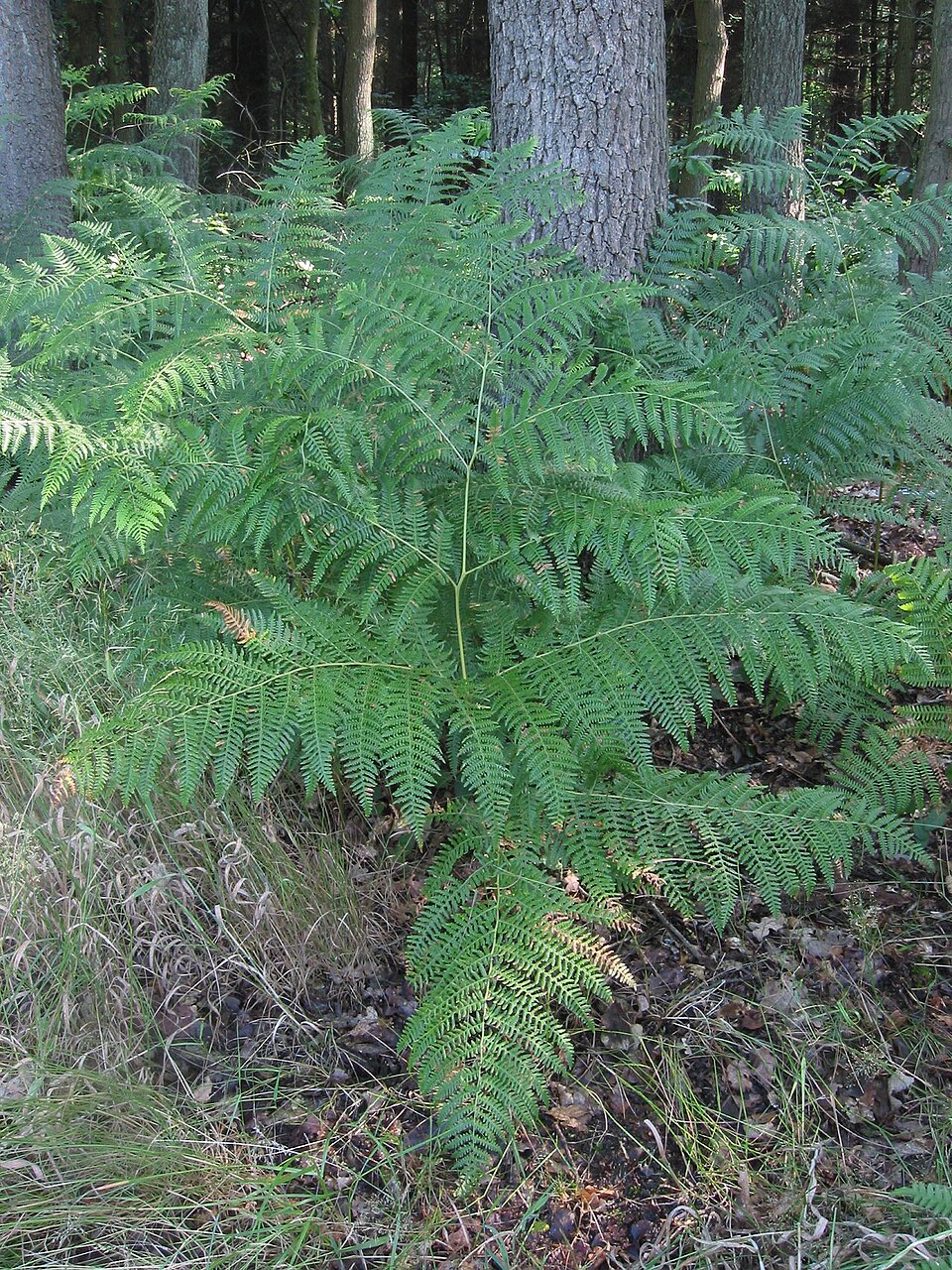 Bracken Fern (Pteridium aquilinum) displaying its characteristic triangular fronds in a sunlit forest