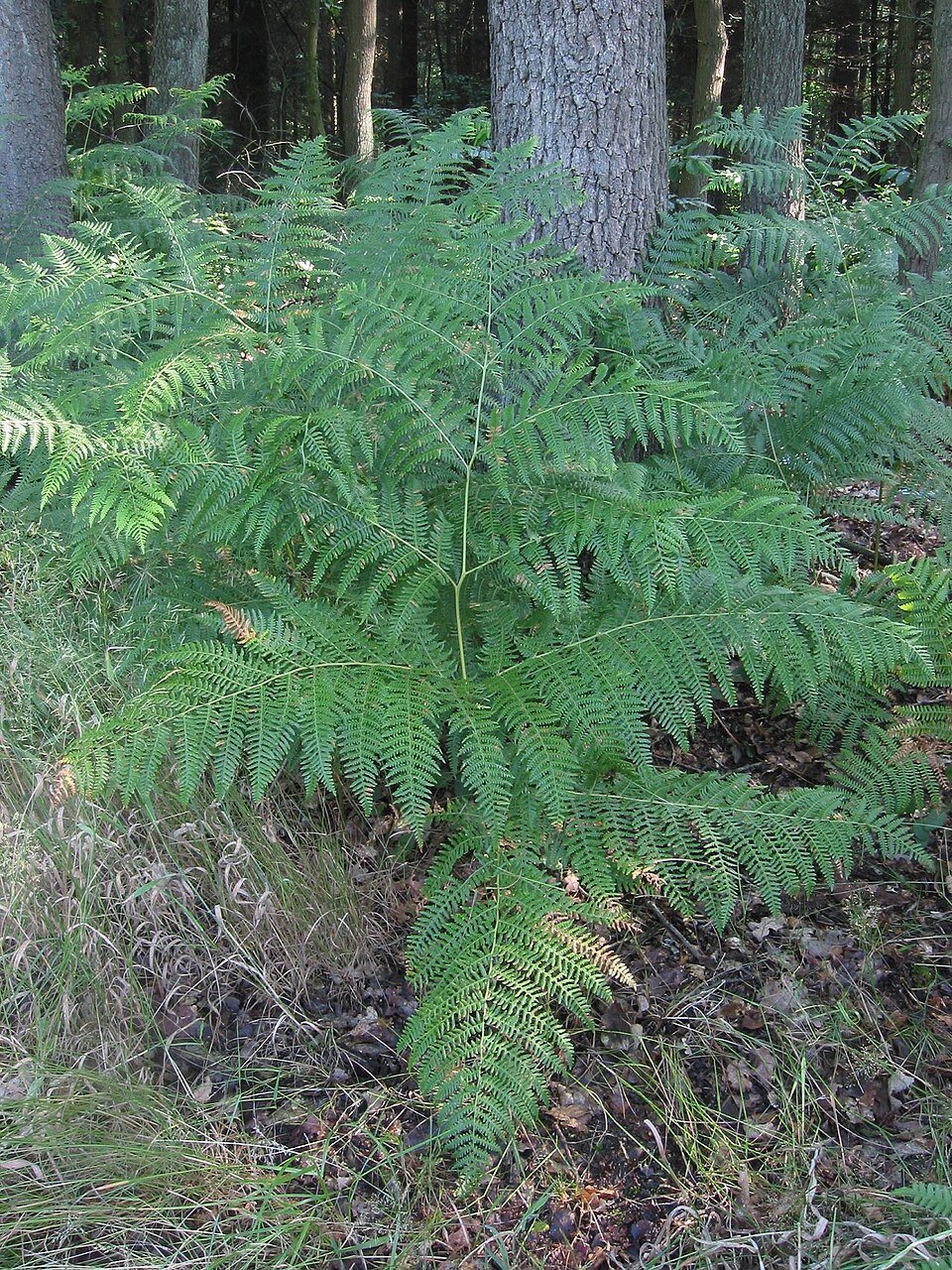 Bracken Fern Native Fern Growing Guide Bracken Fern Native Fern Growing Guide