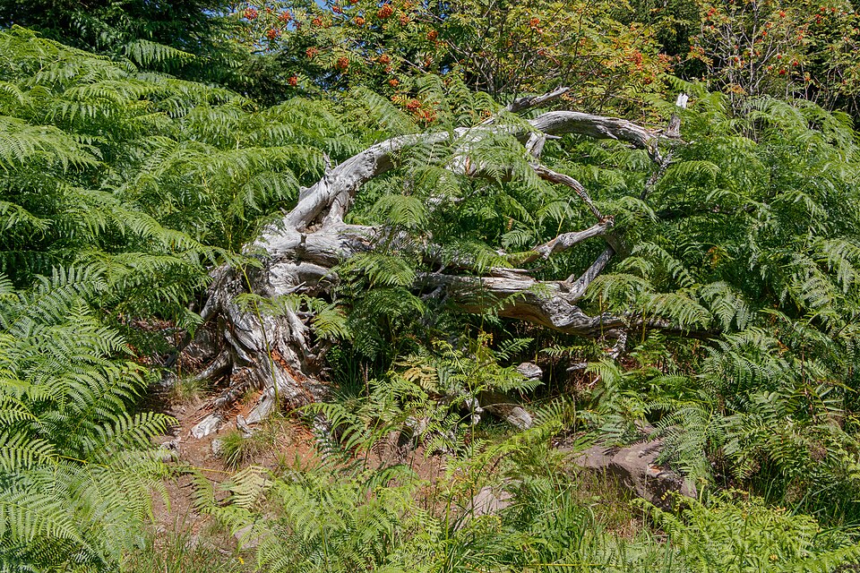 Bracken Fern (Pteridium aquilinum) fronds showing the characteristic triangular, three-part structure along a forest path