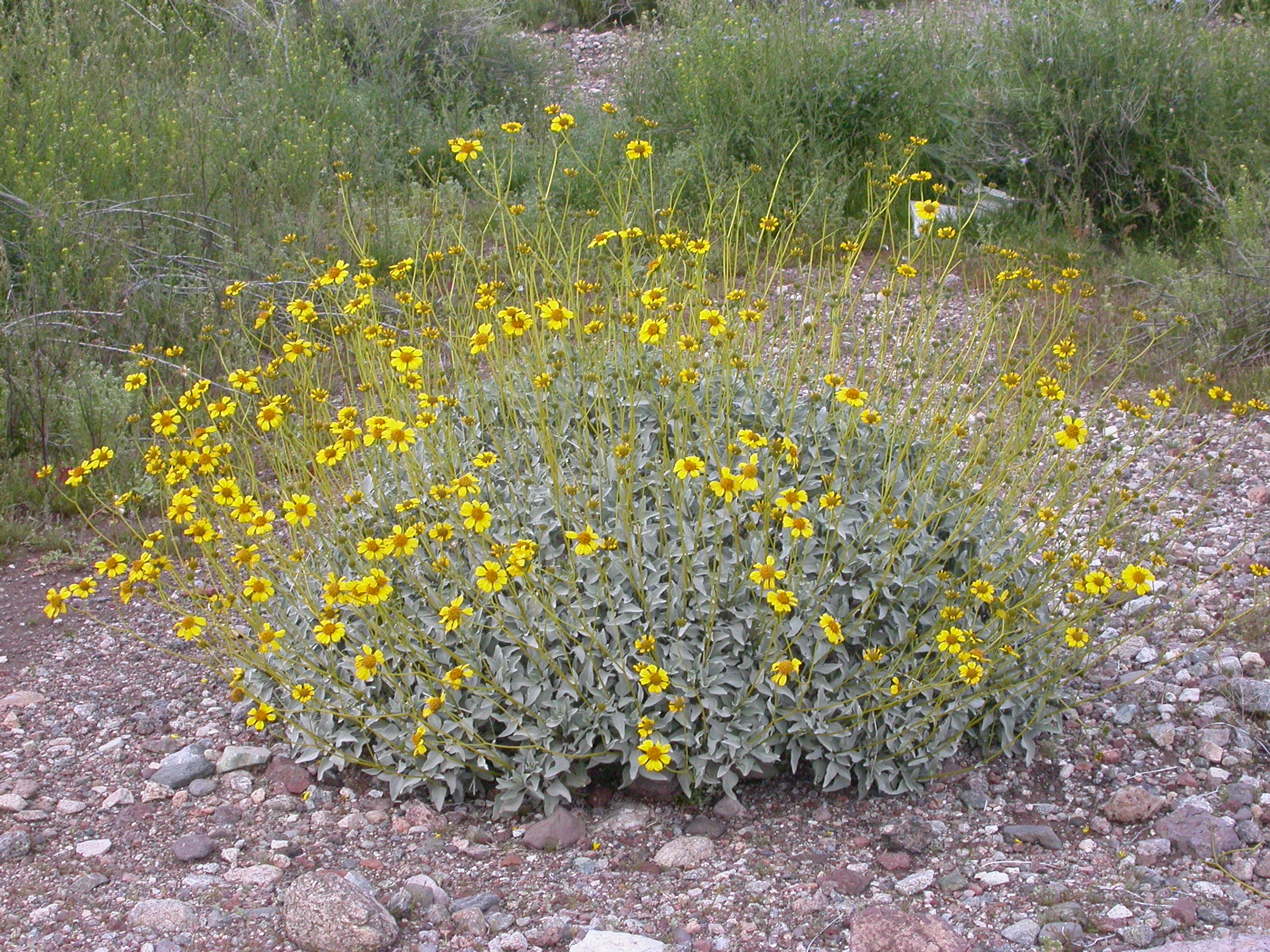 Brittlebrush (Encelia farinosa) - PlantNative.org Brittlebrush (Encelia farinosa) covered in bright yellow daisy-like flowers in the Sonoran Desert