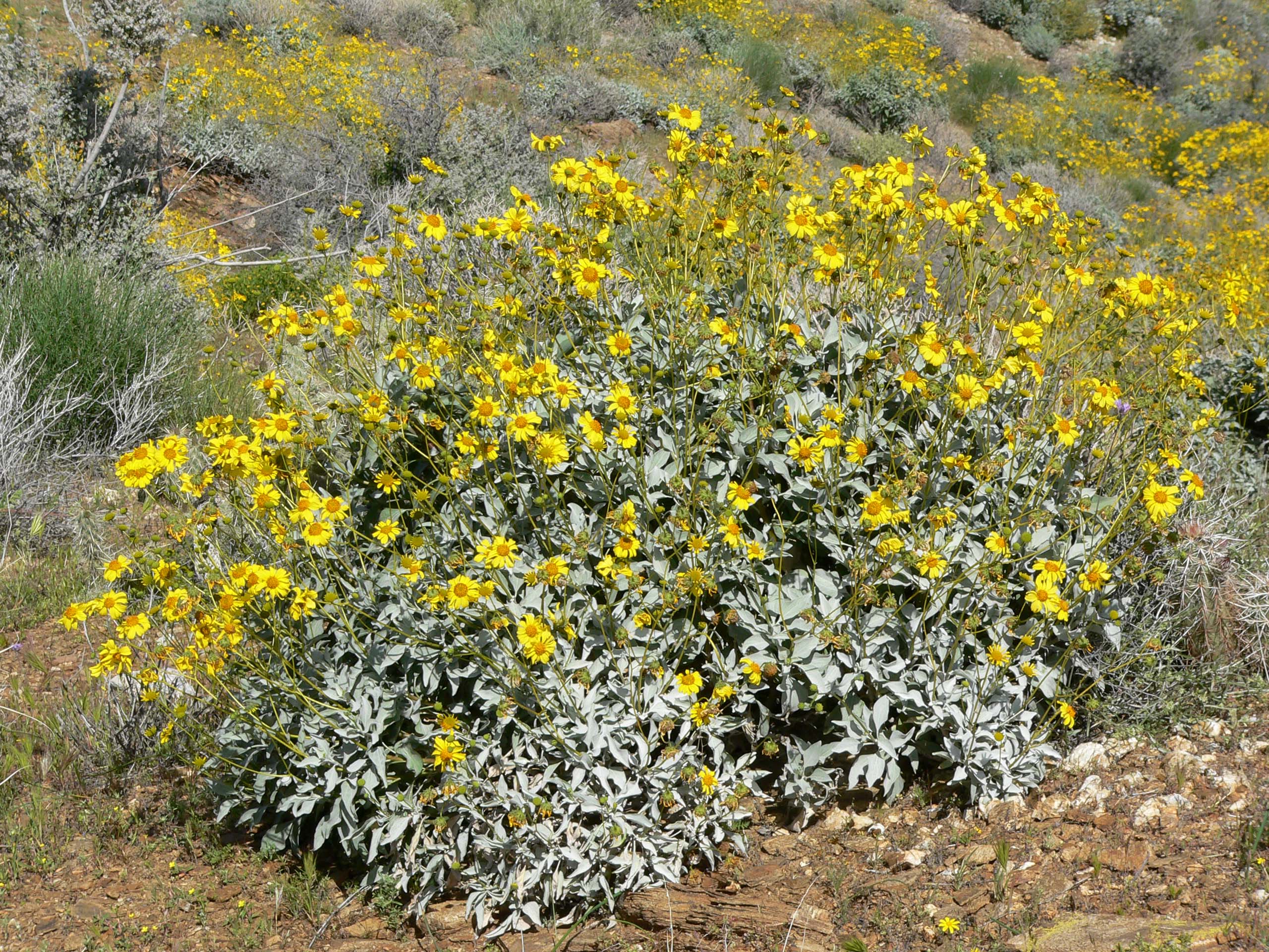 Brittlebrush (Encelia farinosa) - PlantNative.org Brittlebrush (Encelia farinosa) showing silvery-gray foliage mound and stem structure
