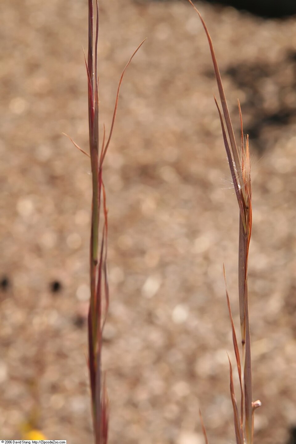 Broomsedge (Andropogon virginicus) close-up showing fluffy white seed heads emerging from leaf sheaths